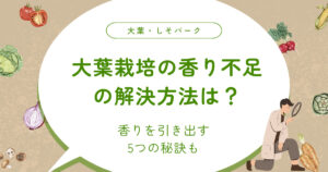 大葉栽培の香り不足の解決方法は？香りを引き出す5つの秘訣も