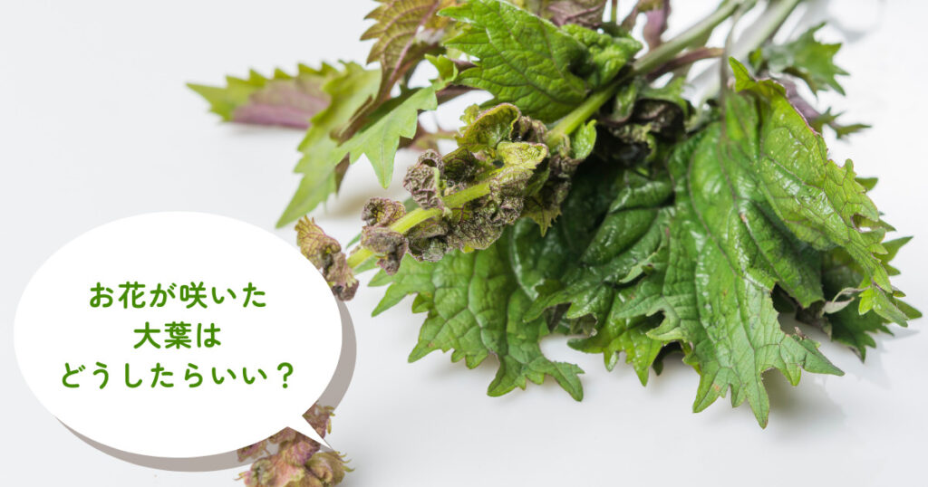 大葉の花が咲いたときの対処法は？花は食べられる？